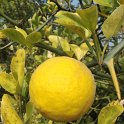 Poncirus trifoliata fruit P2D P29